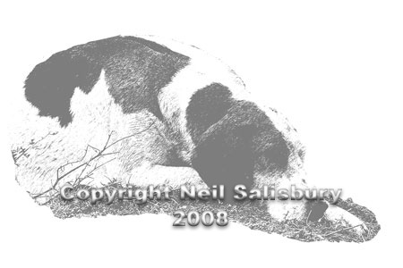 Hound Sketch by Betty Fold Gallery